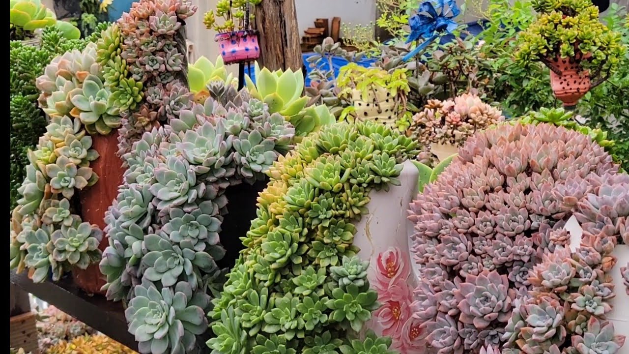 O estado das plantas com muitos dias de chuva 