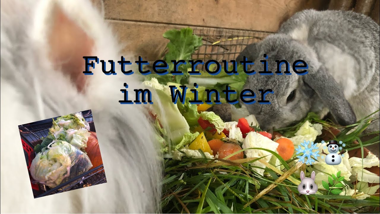 Futterroutine im Winter ❄️🐰
