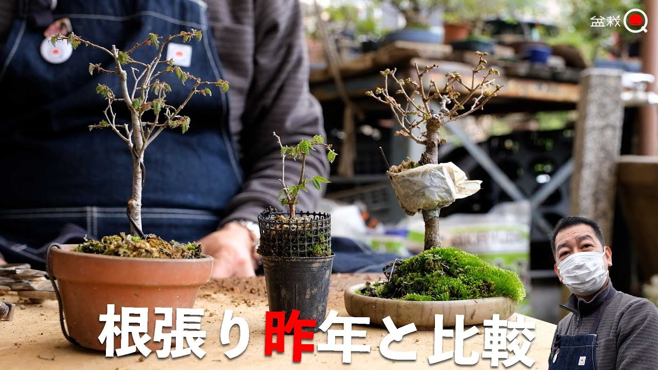 【欅】去年作った根張りを確認しよう！【盆栽Q】