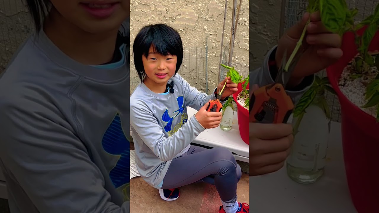 Propagating Basil from Cuttings 🌿 | #garden #cute #plants #basil #propagation #plants #italy
