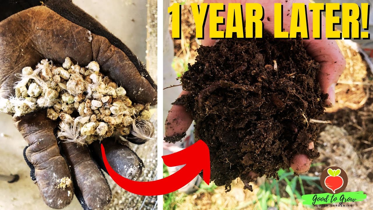 Transforming Our Garden with Quail Compost