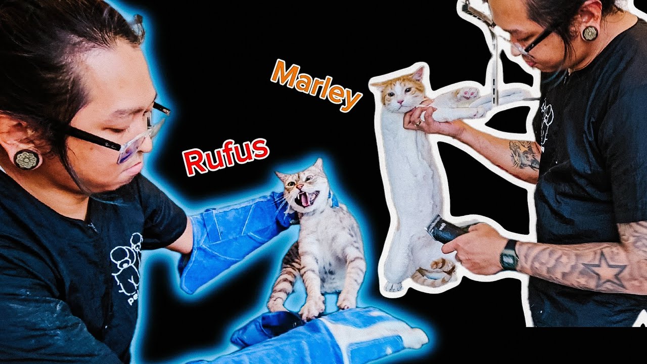 Злой Руфус 😈 и милейший Марли 😇