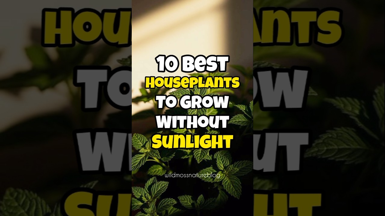 Best indoor plants to grow without sunlight / Houseplants for zero sunlight #short
