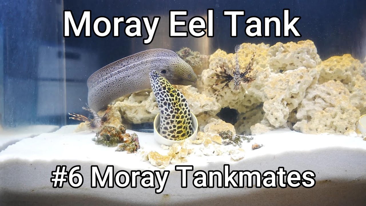 Moray Eel Tank - 06 - Moray Tankmates