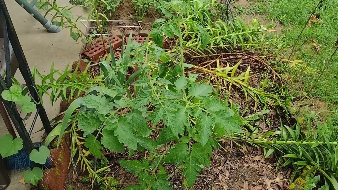 Tomato Plant Bacterial WIlt Treatment-Suburban Appalachia Channel