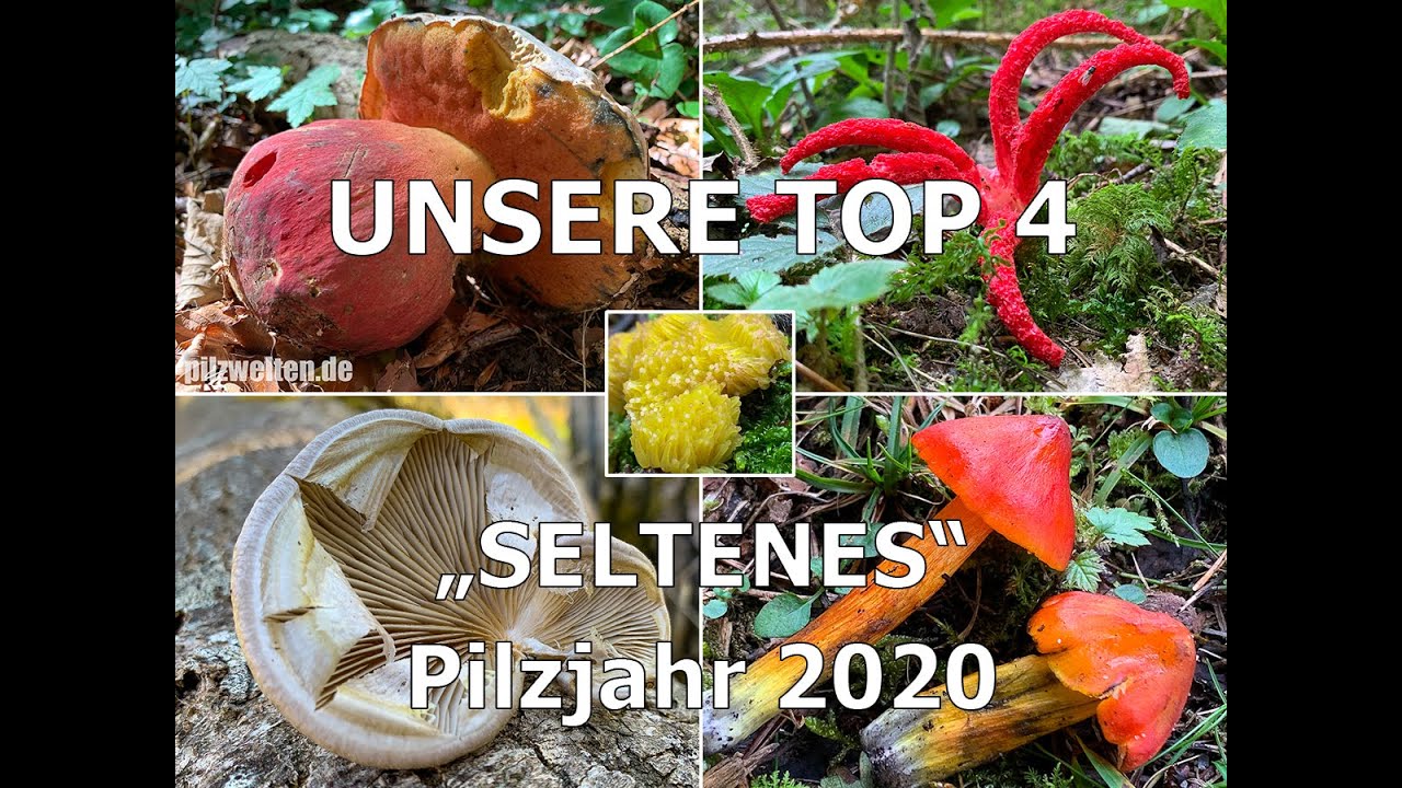 Unsere Top 4 - (Regionale) Seltenheiten | Seitling, Tintenfischpilz, Saftling & Satansr&ouml;hrling
