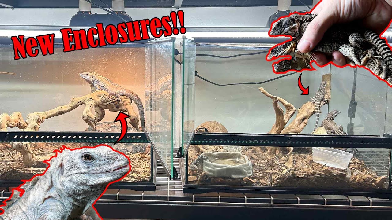 Setting Up 2 NEW Iguana Enclosures!!