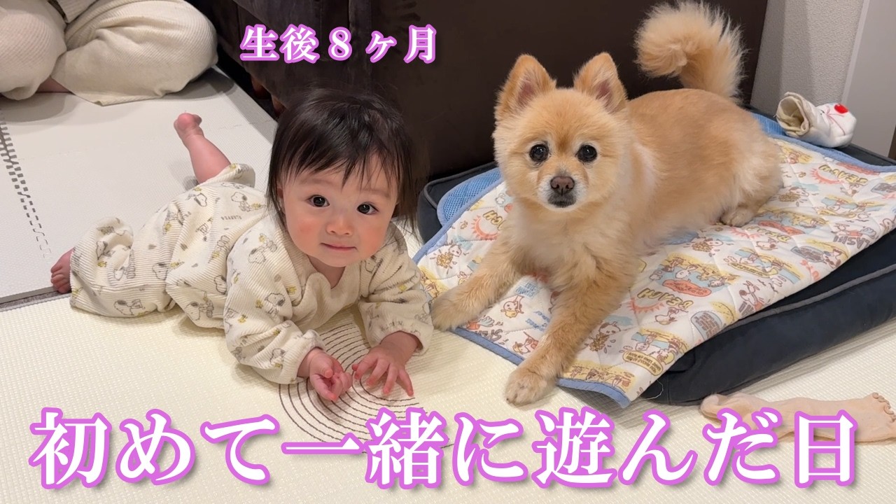 赤ちゃんと初めて一緒に遊べるようになったポメラニアンの反応がこちら…笑