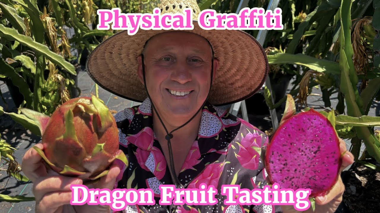 Physical Graffiti Dragon Fruit Tasting