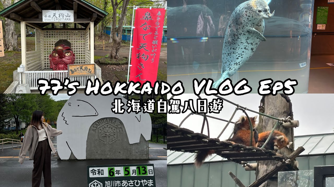 【77’s Hokkaido VLOG】Ep5｜五月北海道自駕八日遊｜小樽天狗山神社👺｜旭山動物園看企鵝北極熊、小熊貓｜旭川住宿AMANEK Hotel近旭川車站