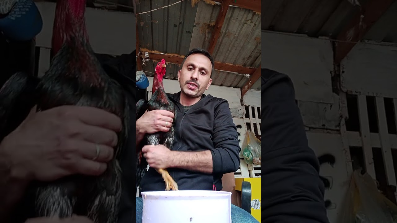 el idmanı .tekrardan ara el.idmani