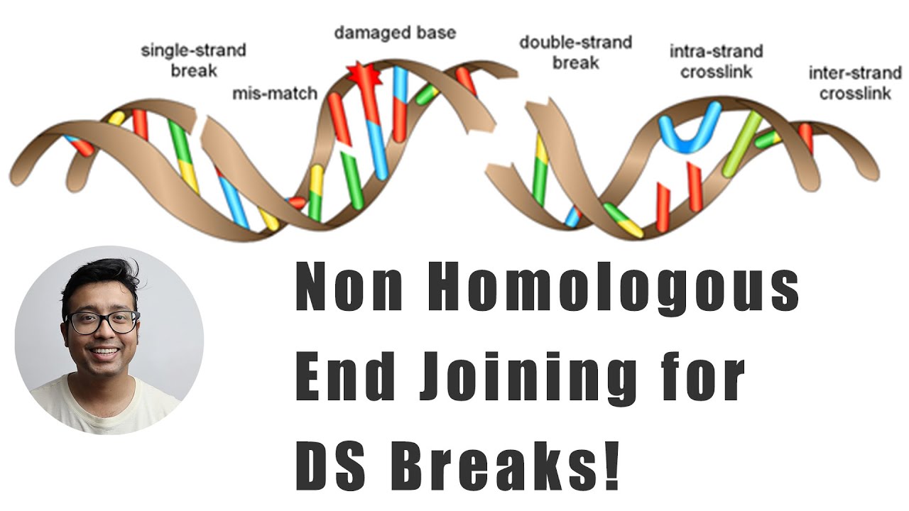 Double stranded break repair - Non homologous end joining explained.