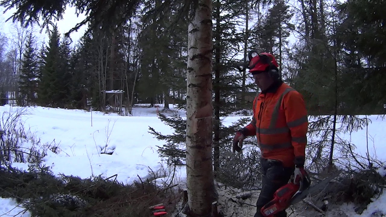 Metsolan Metsäkoulu 85, Puunkaatokikka 137 B