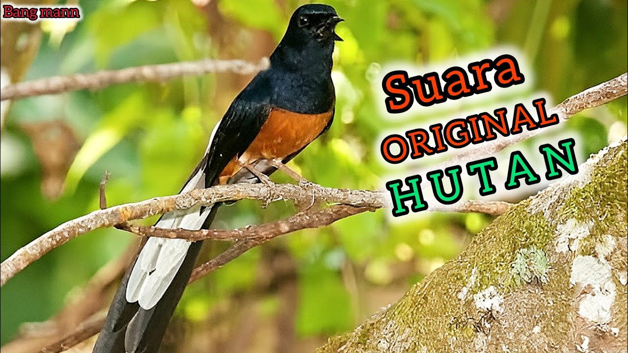 Pancingan Murai Batu Asli Hutan !! Murai Diam Langsung Emosi 