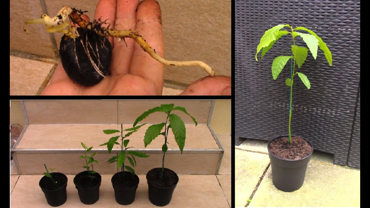 Faire pousser un châtaignier à partir d'une châtaigne -  How to grow chestnut tree from seed
