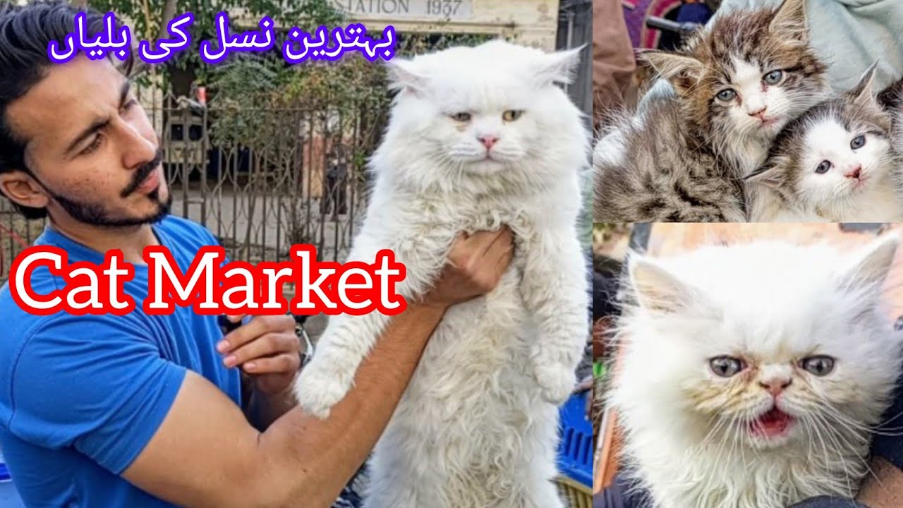 Sunday Saddar Cat Market Karachi Pakistan | Pakistan Pet Market | Persian Cat | 22 Dec 2024 