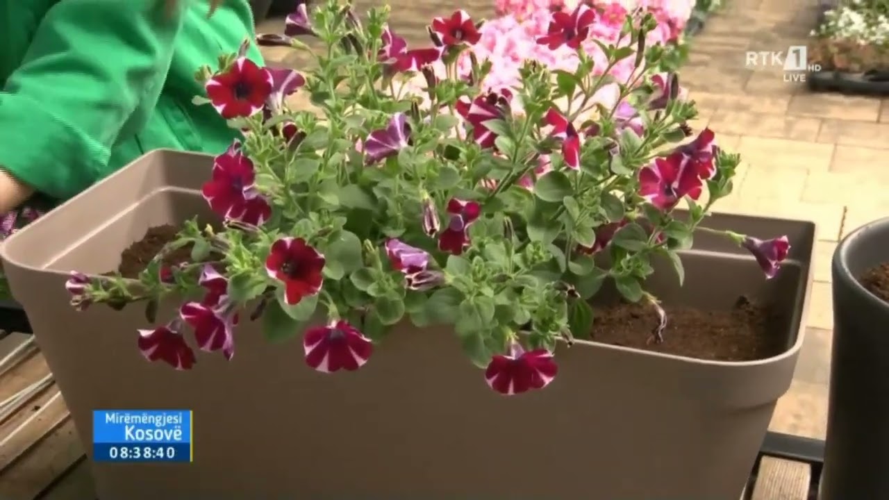 Mirëmëngjesi Kosovë - KUJDESI PËR LULEN E BALLKONIT PETUNIA 21.05.2022