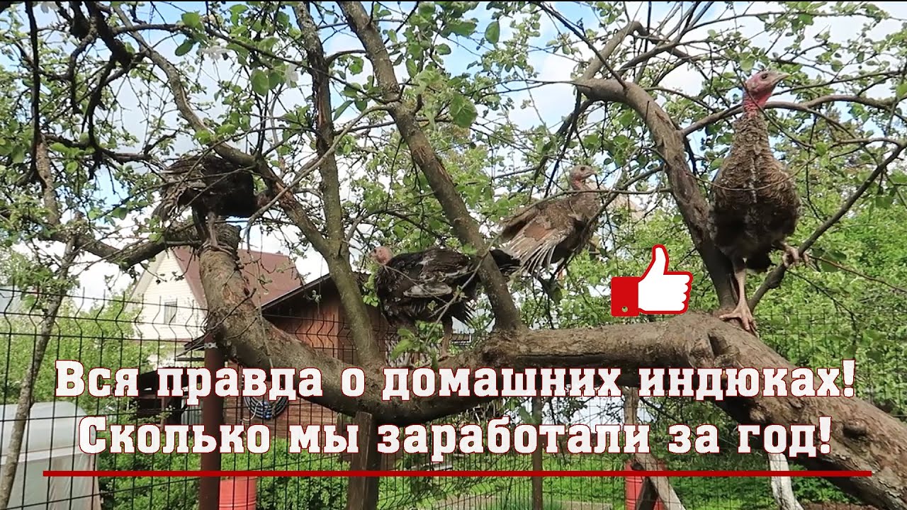 Вся правда о домашних индюках! Сколько мы заработали за год!