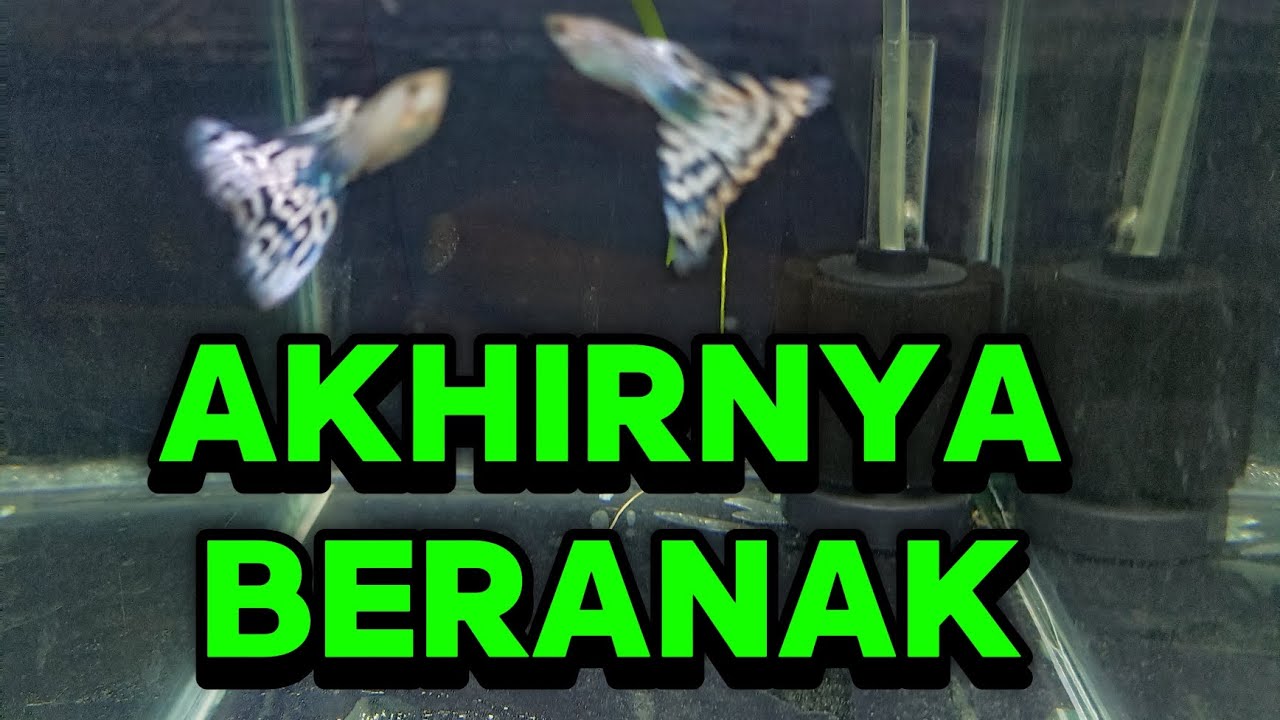 Akhirnya Beranak Juga | Pengalaman Merawat Indukan Guppy Hamil Pertama Yang Susah Lahiran