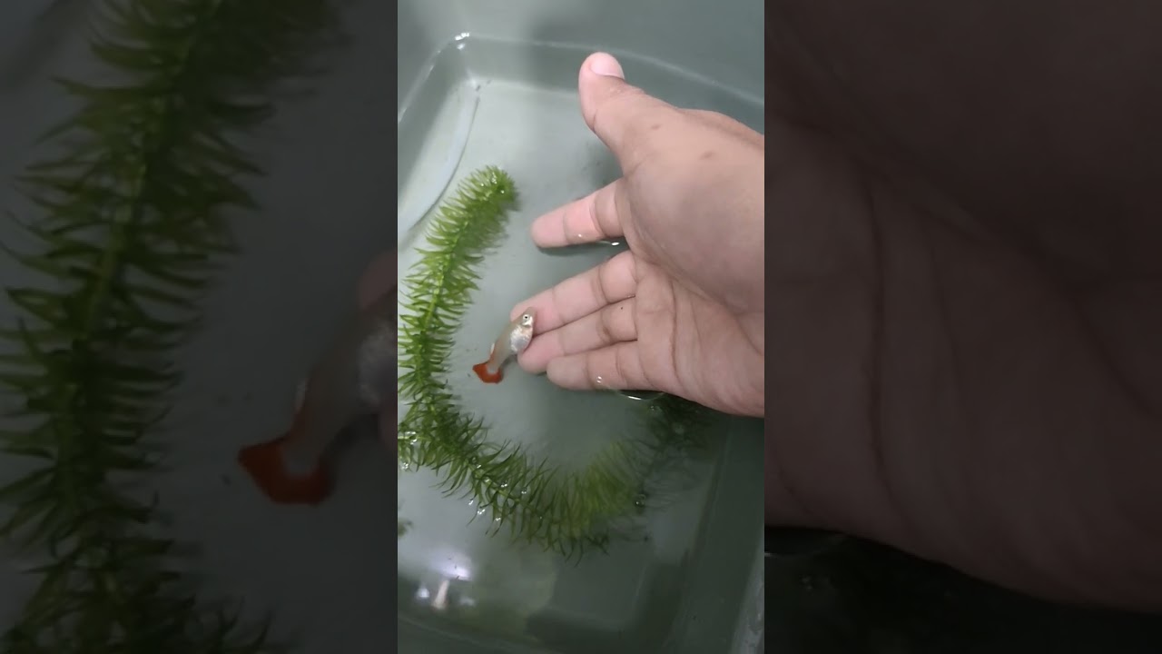 MATI‼️SAKIT DAH BERDARAH #ikan #guppy