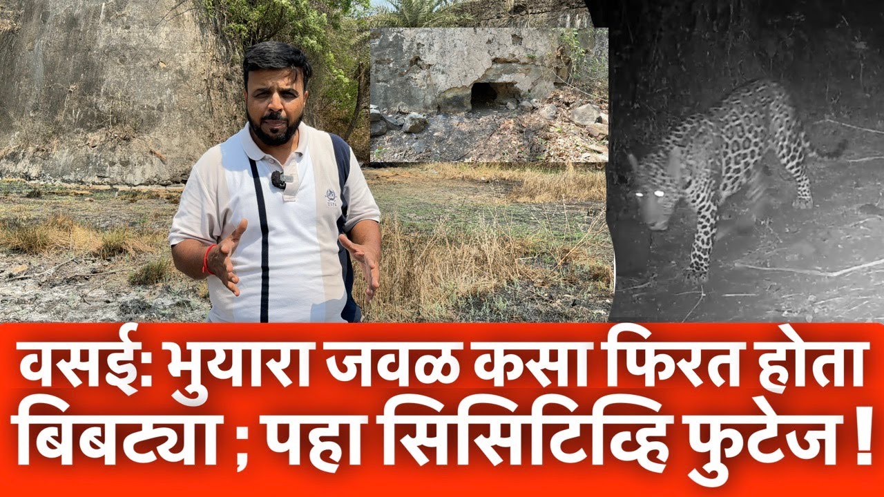वसई: भुयारा जवळ कसा फिरत होता बिबट्या ; पहा सिसिटिव्हि फुटेज !