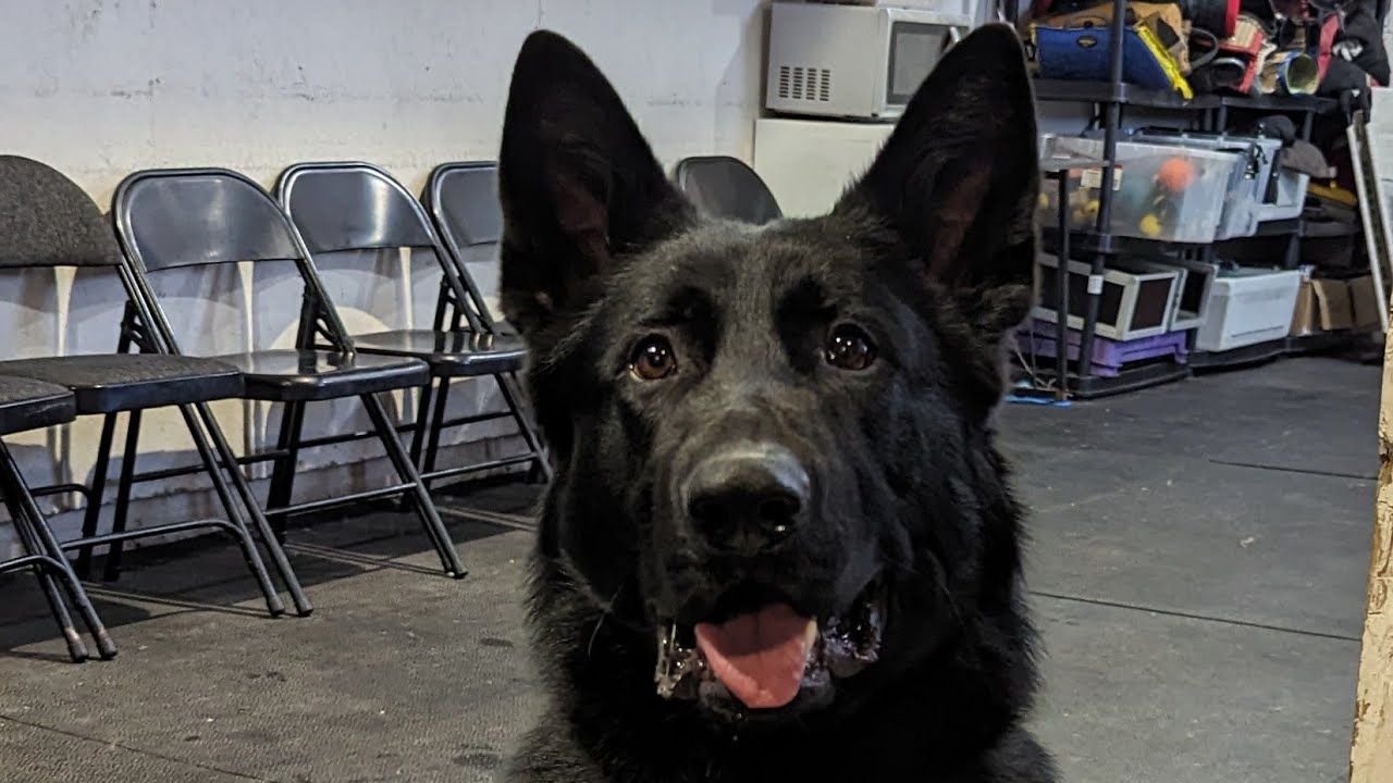 Meet K9 Theo Strong Black German Shepherd