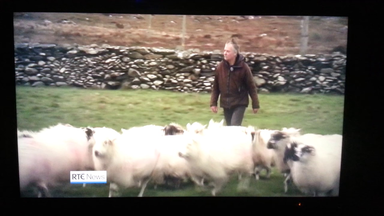 Irish mans sheep stolen