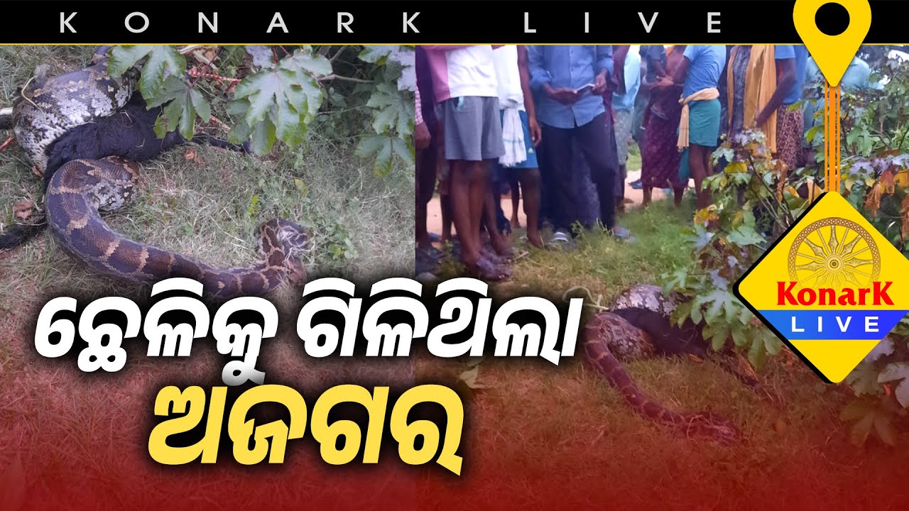 ଛେଳିକୁ ଗିଳିଥିଲା ଅଜଗର, ସୁବର୍ଣ୍ଣପୁର || @KonarkLive