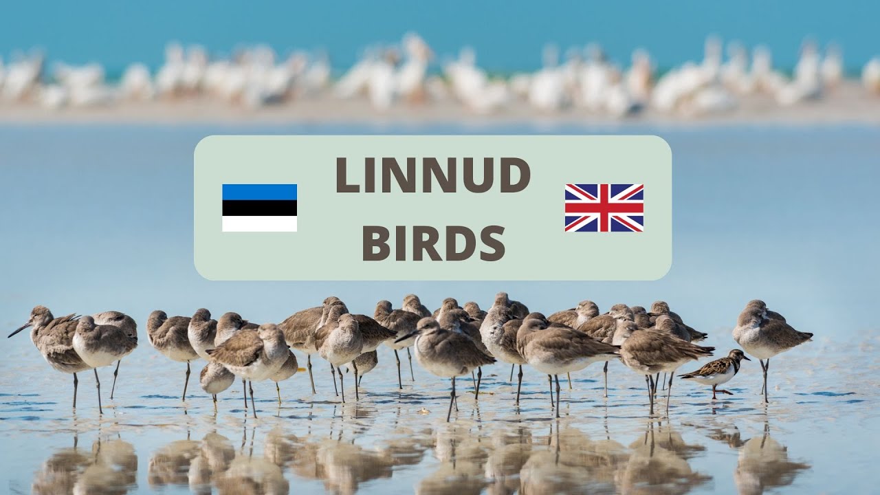 Linnud eesti ja inglise keeles / Birds in Estonia and English
