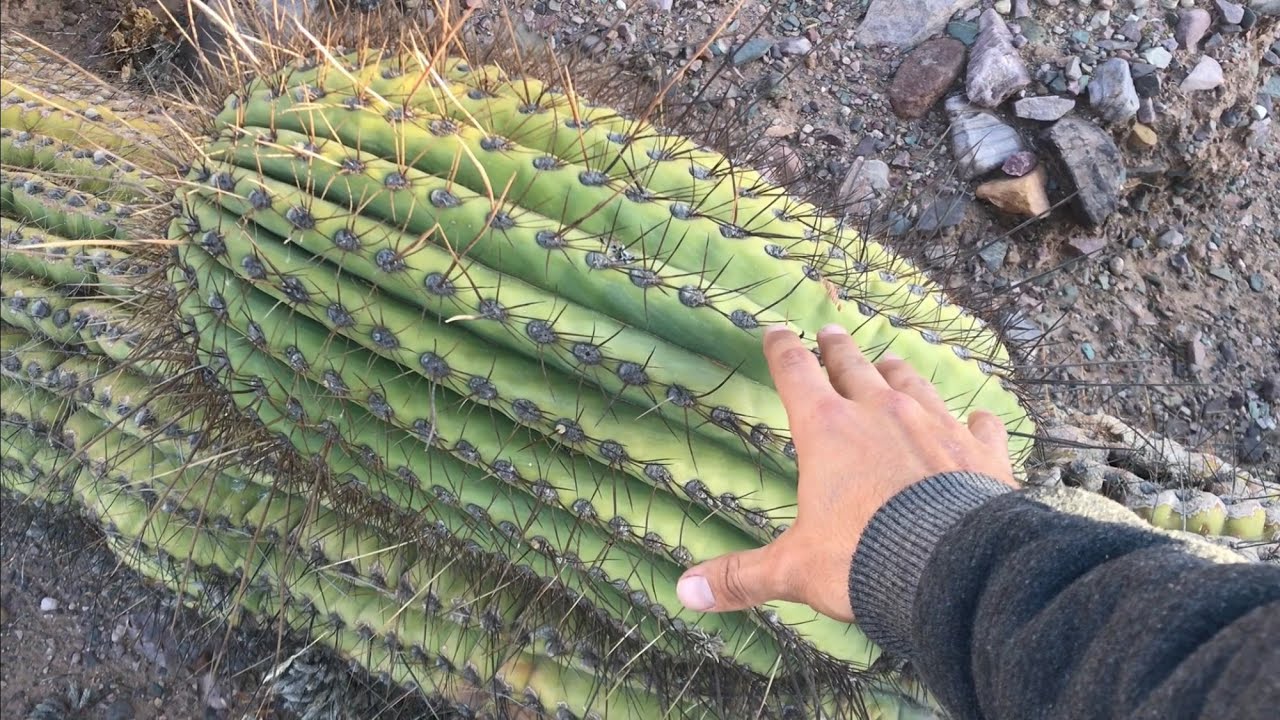 Cactus en hábitat, Flora argentina en Juella, Jujuy