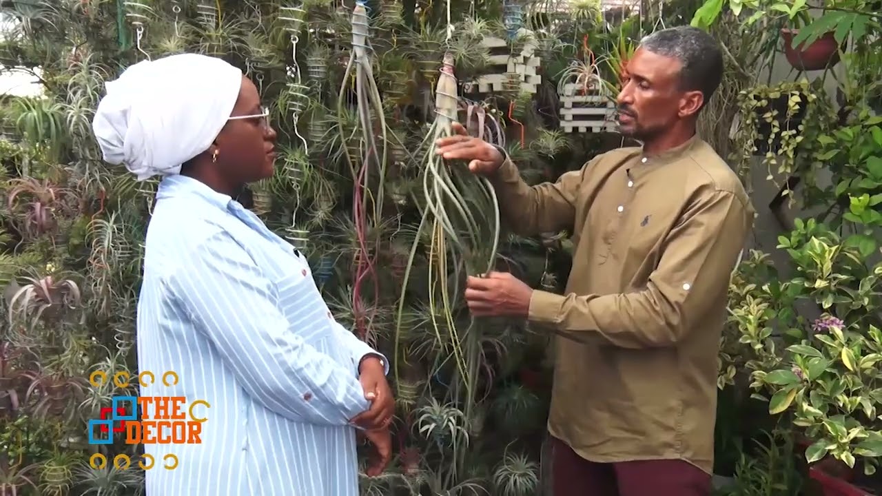 JIFUNZE KUTOKA PRIVATE HOME GARDEN JINSI YA KUTUNZA KWA URAHISI MAUA ADIMU YA AIRPLANTS