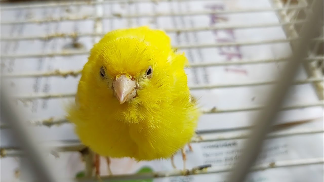 Canária adoeceu do nada. E agora?!