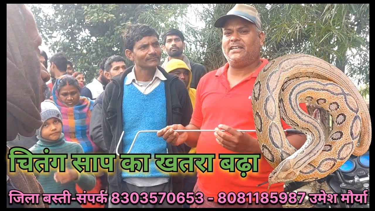 जिला बस्ती थाना परशुरामपुर सहजलपुर शुरूवार बुजुर्ग गांव में निकाला रसेल वाइपर सांप