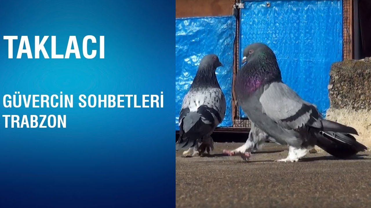 Taklacı - Güvercin Sohbetleri / Trabzon