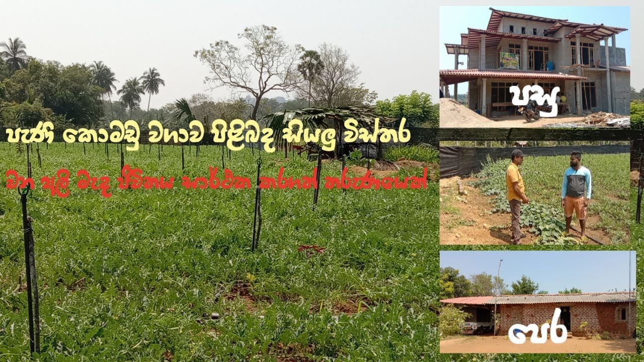 වන අලි සිටින කැලෑව මැද කොමඩු වගා කරන තරුණයෙක් |watermelon cultivation ,full details about watermelon