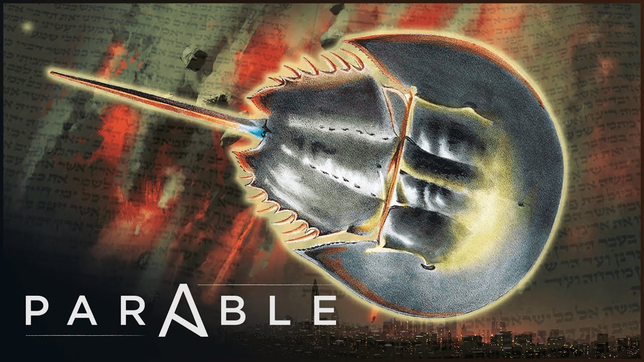 Delving into the Mystery of the Hillazon | Parable