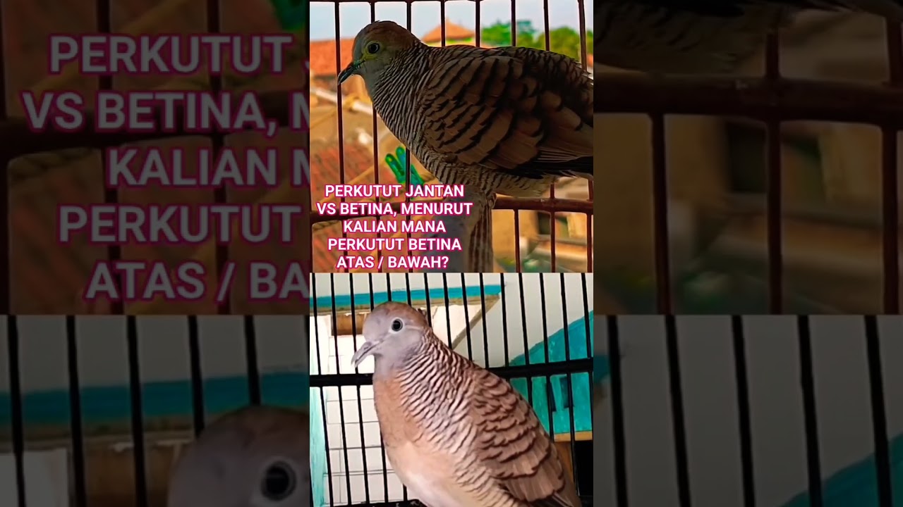 Panggilan Perkutut - Perkutut jantan vs betina5358