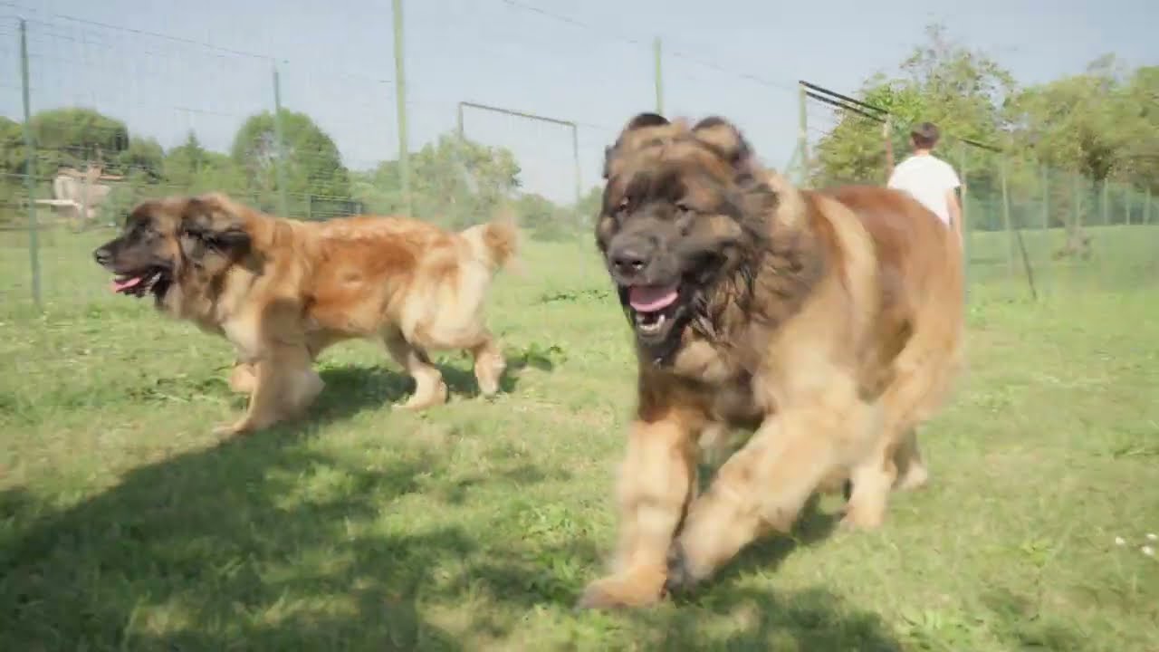 Aris e Frida - Leonbergers