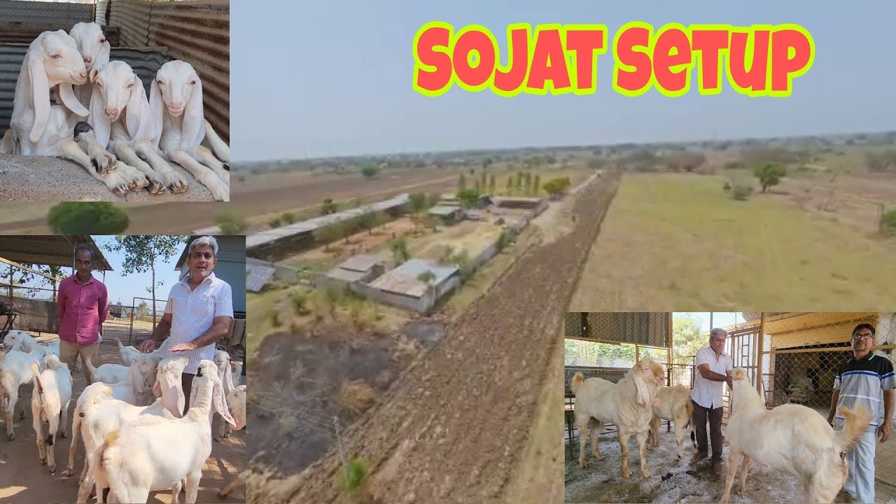 The Biggest Sojat Breeding Setup Gujarat | The Learning Place For Farmers | Nabipur Goat Farm.