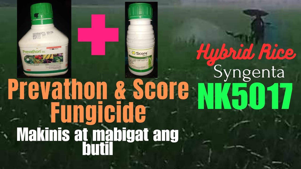 Hybrid Rice, SYNGENTA NK5017 / PANGPUKSA NG LEAF FOLDER AT STEMBORER