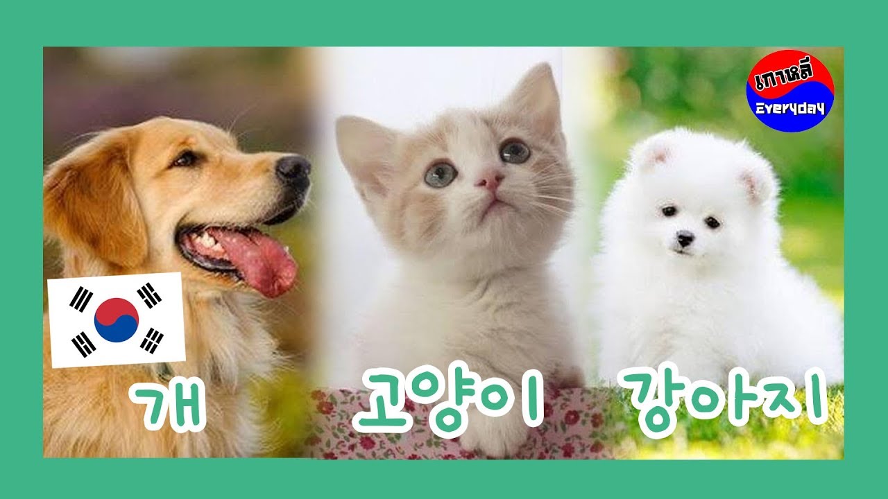 คำศัพท์ภาษาเกาหลี หมวด สัตว์ 동물 | เกาหลี Everyday