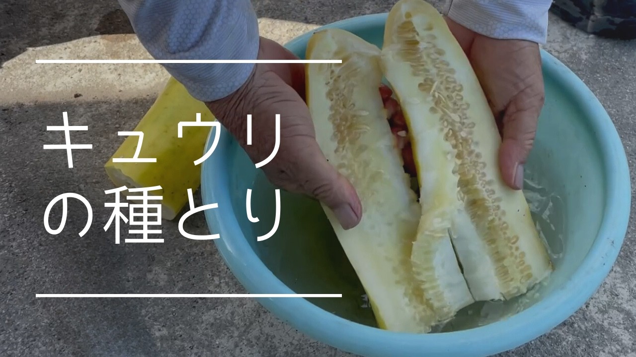 キュウリの種取り（自家採種）