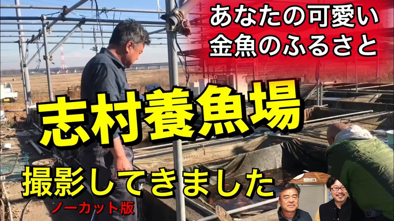 志村養魚場　高級金魚といえば、志村産東錦・五色東錦・江戸錦・和金