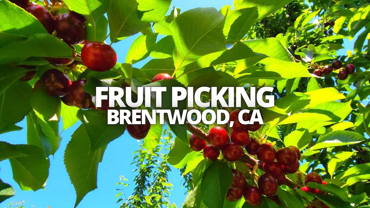 Exploring Fruit Picking in Brentwood, California USA Walking Tour #cherrypicking #brentwood #cherry