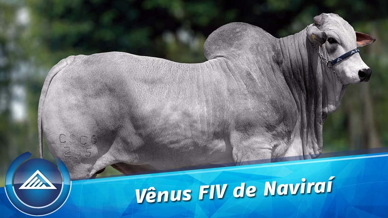 Vênus FIV de Naviraí