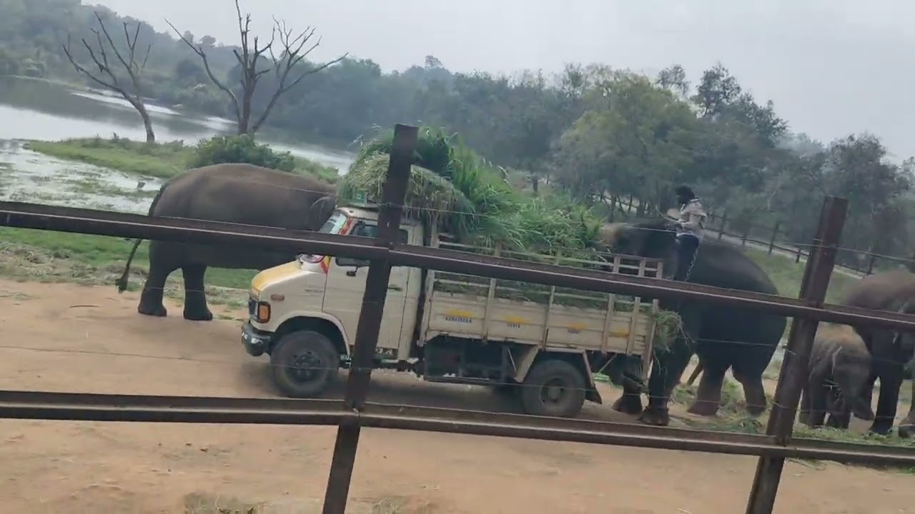 Bannerghatta National park Bangalore 🏞️🦖🦒🎢⛲