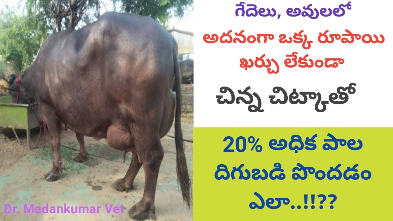 How to Increase 20% Milk Production | Home made Solutions Telugu | Dr. Madankumar Vet