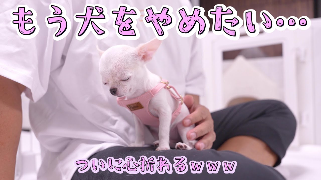 子犬チワワが初めてのハーネスに泣いちゃいそうになりました…