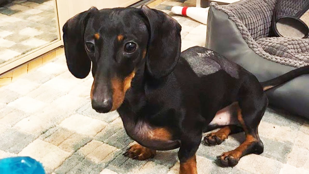 Paralyzed Young Dog Fights Back from Despair to Walk Run Play and Enjoy Life Again