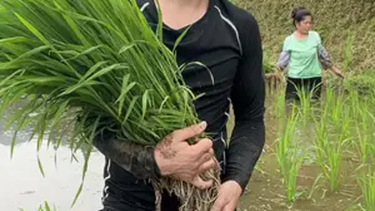 这段时间天天插秧特别的辛苦插秧季节 水稻种植 勤劳的农村人